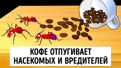 Рыжие домашние муравьи в квартире: как избавиться от паразита?
