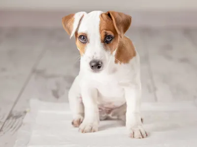 Топ-15 самых дорогих пород собак в мире - Purina.ru