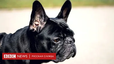 Топ-10 мелких пород собак - МосВет Помощь