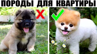 Самые маленькие породы собак. Топ-27 (с фотографиями) | Toyota Prado Fan  Club