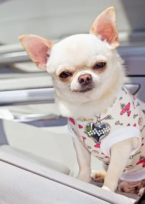 Русский той-терьер: повадки собаки 🐶 и содержание — ProPlan.ru