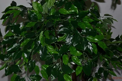 Уход за фикусом бенджамина в домашних условиях | Growbox