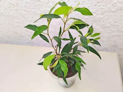 Ficus Pumila Minima in Vitro - Florariumplants