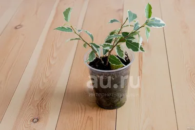 Продам фикус мелколистный / Разное / Доска объявлений на Чепецк.RU