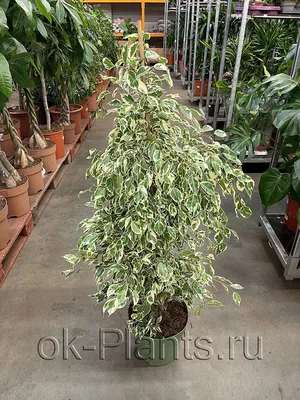 Фикус Бенджамина Кинки / Ficus Benjamina 55 см купить в Минске с доставкой  | Sadovskaya.by