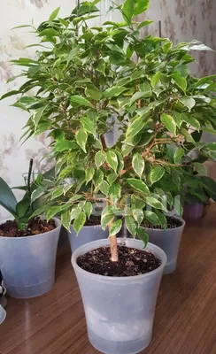 Фикус Бенджамина — это мелколистный кустарник (Ficus Benjamina), который  является представителем семейства Тутовые. Он пользуется большой… |  Instagram