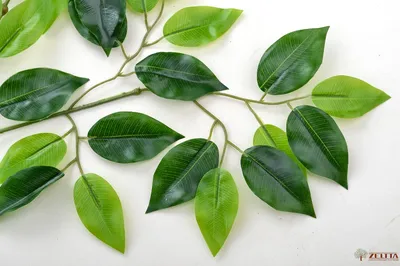 Ficus OBLIQUA (Фикус): купить 3 семени c доставкой почтой 🌸 Адениум дома