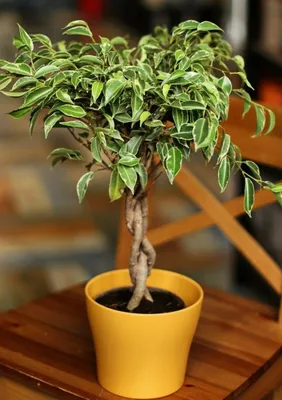 Фикус Бенджамина Кинки / Ficus Benjamina 55 см купить в Минске с доставкой  | Sadovskaya.by