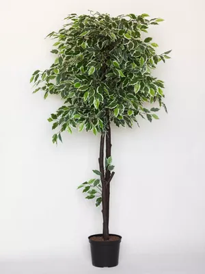 Фикус Бенджамина — это мелколистный кустарник (Ficus Benjamina), который  является представителем семейства Тутовые. Он пользуется большой… |  Instagram