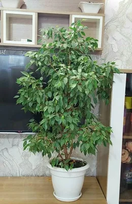 Купить Фикус Бенджамина Микс за 650 руб в Москве и МО