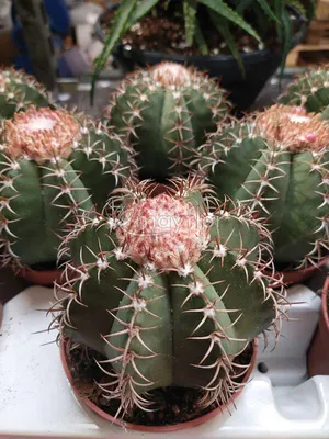 Мелокактус Азуреус (Melocactus Azureus)