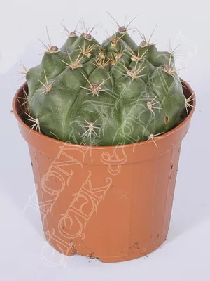 Melocactus matanzanus - Мелокактус матанзанский - купить семена на Tropics  Seeds.