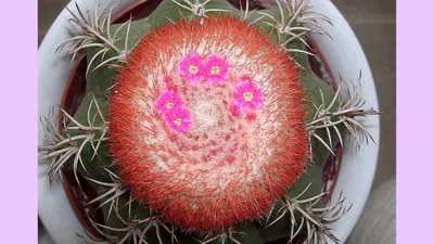 Melocactus MATANZANUS (Мелокактус): купить 3 семени c доставкой почтой 🌸  Адениум дома