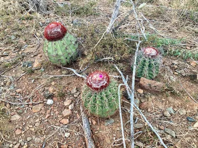 Мелокактус матанзанский купить в Минске с доставкой | Cactus.by