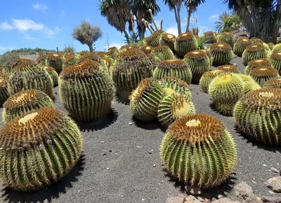 Мелокактус матанзанский купить в Минске с доставкой | Cactus.by