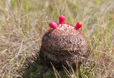 Мелокактус Метанзанус (Melocactus Matanzanus)