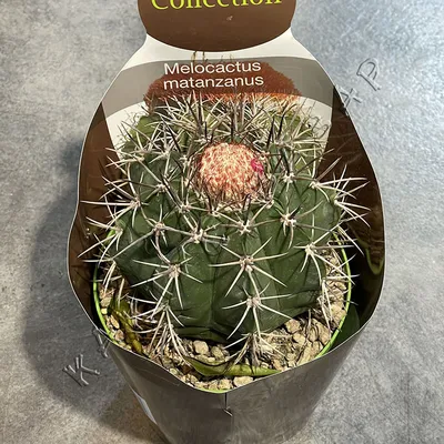 Melocactus MATANZANUS — Мелокактус Матанзанский, 3 семени - Купить семена  Суккулентов, Кактусов и Адениумов