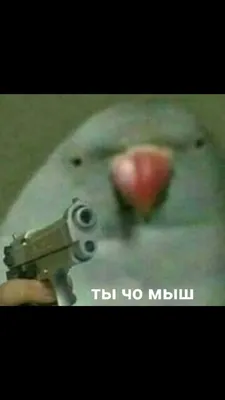 Мемные коты от иллюстратора Tactooncat. : r/Pikabu