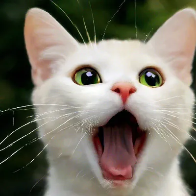 Мемные коты от иллюстратора Tactooncat. : r/Pikabu