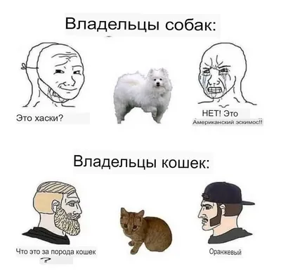 OK-Print Значки с котятами, мемные