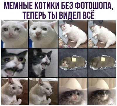 Мемные котики | Пикабу