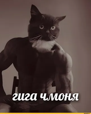 Мемные картинки