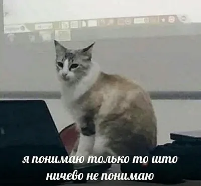 GigaChad :: Чмоня :: Virgo cat :: Gigachad :: caption :: Virgo cat :: memes  :: мемный кроссовер :: мемасики :: картинка с текстом :: cats :: котэ  (прикольные картинки с кошками) /
