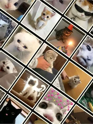 Мемные авы на тт | TikTok