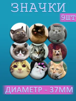 Мемные котеки | Мемы Amino Amino