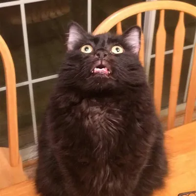 Мемные коты от иллюстратора Tactooncat. : r/Pikabu