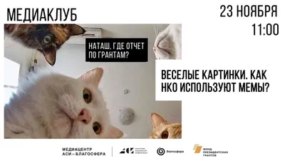 Смешные мемы и картинки с животными | Мир животных | Дзен
