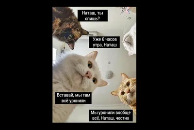 Самые смешные мемы
