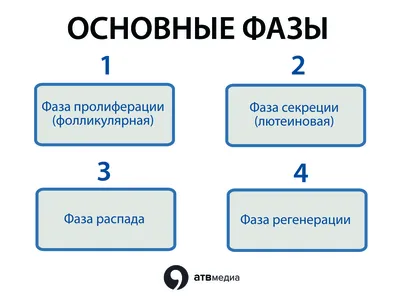 Почему в художественной литературе почти ничего нет про месячные