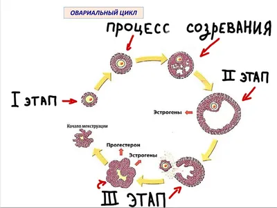 С днём месячных!!! | Смешные комплименты, Мемы, Смешные шутки