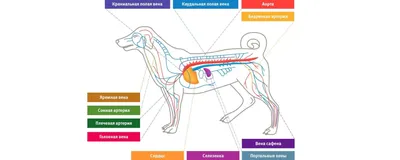 Сколько длится течка у собак - сколько идет течка у собак и как часто |  Royal Canin