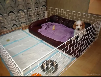 Домики для собак ➤ купить дом для собаки в квартиру в магазине Harley and  Cho с доставкой по Киеву и Украине