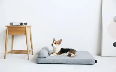 Домик для собаки в квартиру своими руками (59 фото) - картинки  sobakovod.club