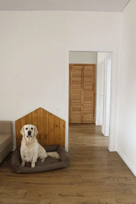Дом для собаки в квартире (59 фото) - фото - картинки и рисунки: скачать  бесплатно