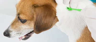 Клещ у собаки: как выглядит, симптомы, чем опасен?