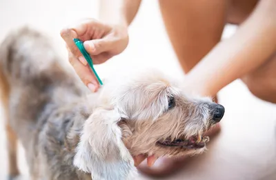 Некоторые бердчане лечат своих собак, укушенных клещами, водкой | Свидетель
