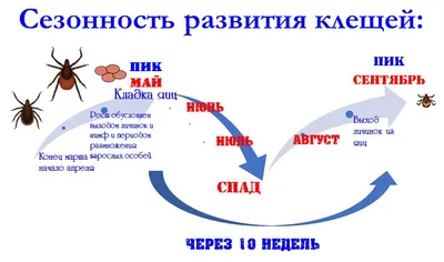 Плохой запах из ушей у собаки, что это? Как вылечить отит у собаки.