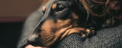Клещи у собак: определение симптомов и эффективное лечение