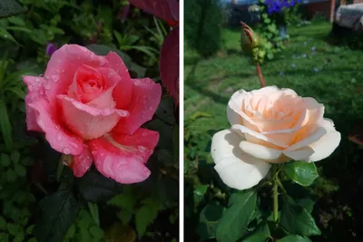 Пенсионерка из Архангельска увлеклась выращиванием роз