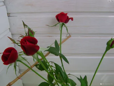 Саженцы штамбовой розы Вестерленд купить | Питомник Агро Бреза