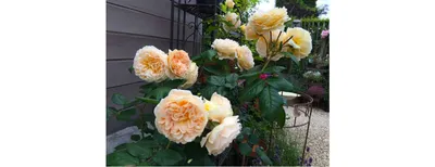 Секреты выращивания роз от коллекционера - GreenMarket
