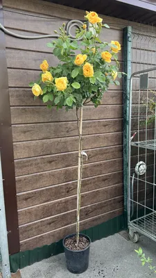 Как сажать розы и за ними ухаживать - «Стройбаза на Белинского» -  строительные материалы в Пскове и Псковской области