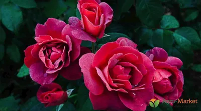 Саженцы штамбовой розы Аспирин купить | питомник Агро Бреза Киев