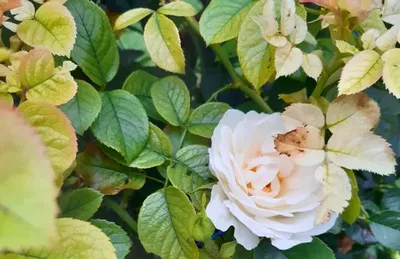 Как купить качественные саженцы роз | В цветнике (Огород.ru)