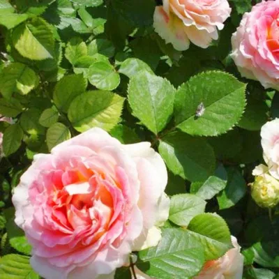 Штамбовые розы - Зеленый сад