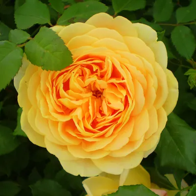 Правильно выращиваем розы - полезные статьи о садоводстве от Agro-Market